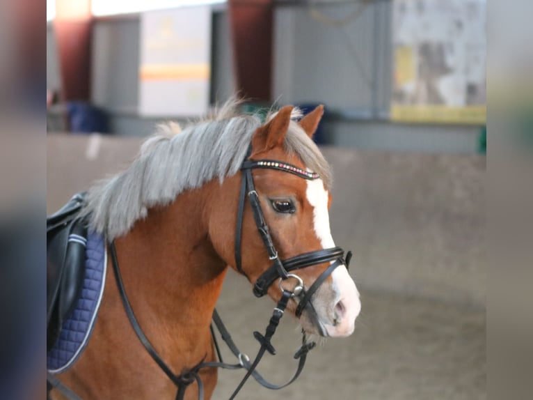 Welsh A (Mountain Pony) Mare 4 years 11,3 hh Chestnut in Wildeshausen