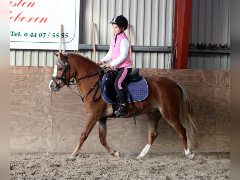 Welsh A (Mountain Pony) Mare 4 years 11,3 hh Chestnut in Wildeshausen