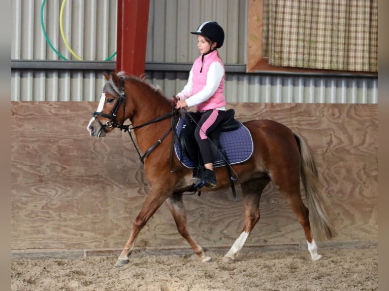 Welsh A (Mountain Pony) Mare 4 years 11,3 hh Chestnut in Wildeshausen