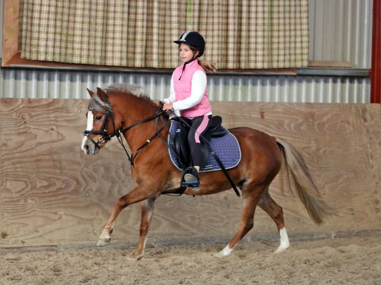 Welsh A (Mountain Pony) Mare 4 years 11,3 hh Chestnut in Wildeshausen