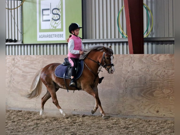 Welsh A (Mountain Pony) Mare 4 years 11,3 hh Chestnut in Wildeshausen