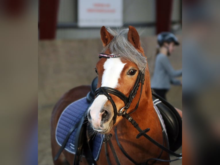 Welsh A (Mountain Pony) Mare 4 years 11,3 hh Chestnut in Wildeshausen