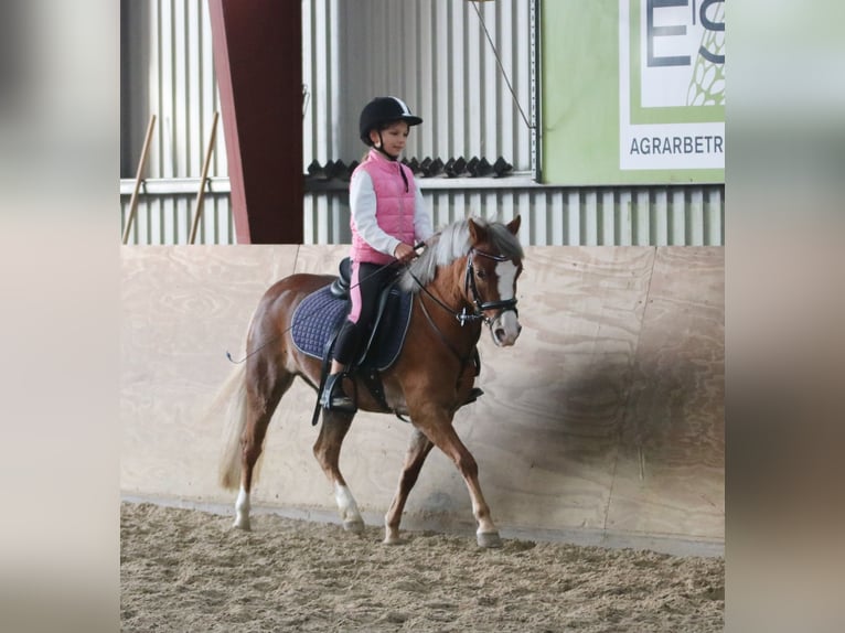 Welsh A (Mountain Pony) Mare 4 years 11,3 hh Chestnut in Wildeshausen