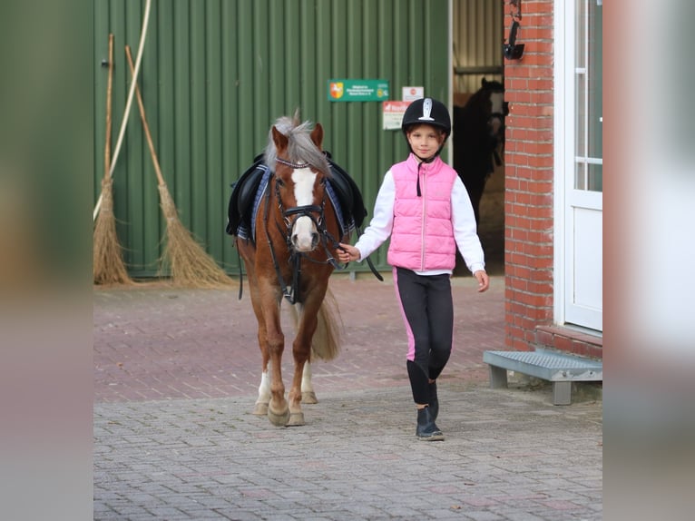 Welsh A (Mountain Pony) Mare 4 years 11,3 hh Chestnut in Wildeshausen