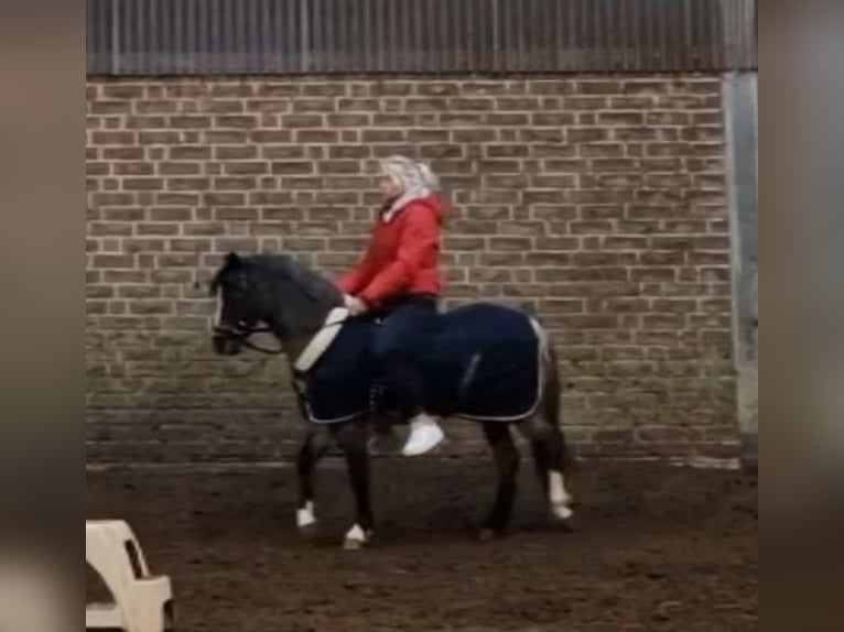 Welsh A (Mountain Pony) Mare 4 years 11,3 hh Roan-Blue in Sendenhorst