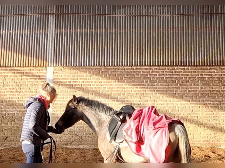 Welsh A (Mountain Pony) Mare 4 years 11,3 hh Roan-Blue in Sendenhorst