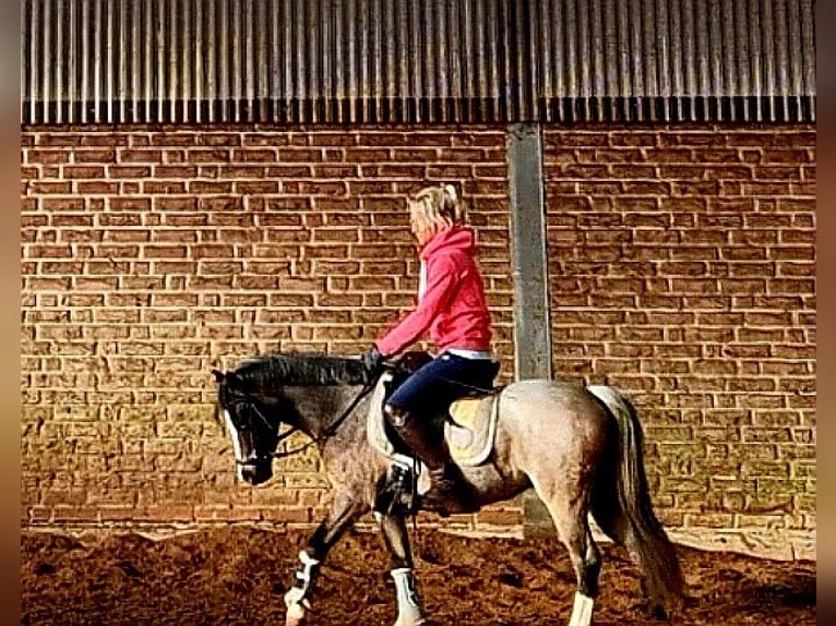 Welsh A (Mountain Pony) Mare 4 years 11,3 hh Roan-Blue in Sendenhorst