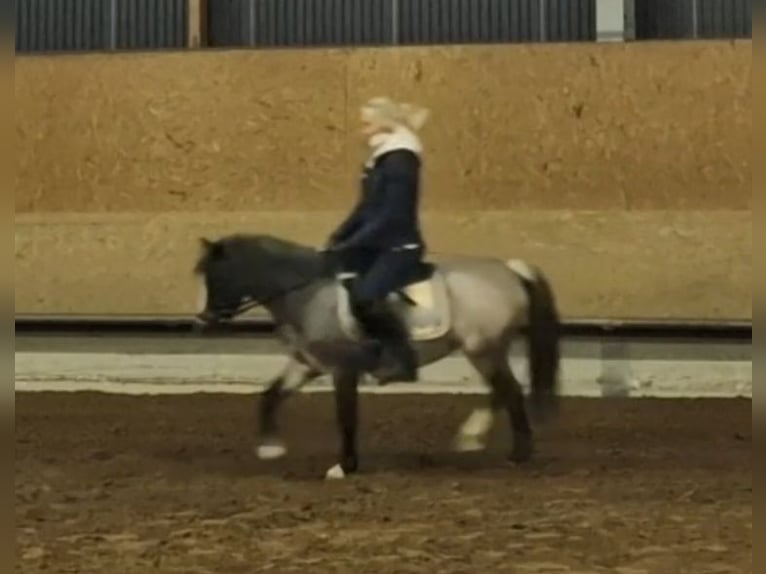 Welsh A (Mountain Pony) Mare 4 years 11,3 hh Roan-Blue in Sendenhorst