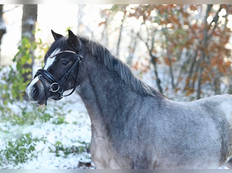 Welsh A (Mountain Pony) Mare 4 years 11,3 hh Roan-Blue in Sendenhorst