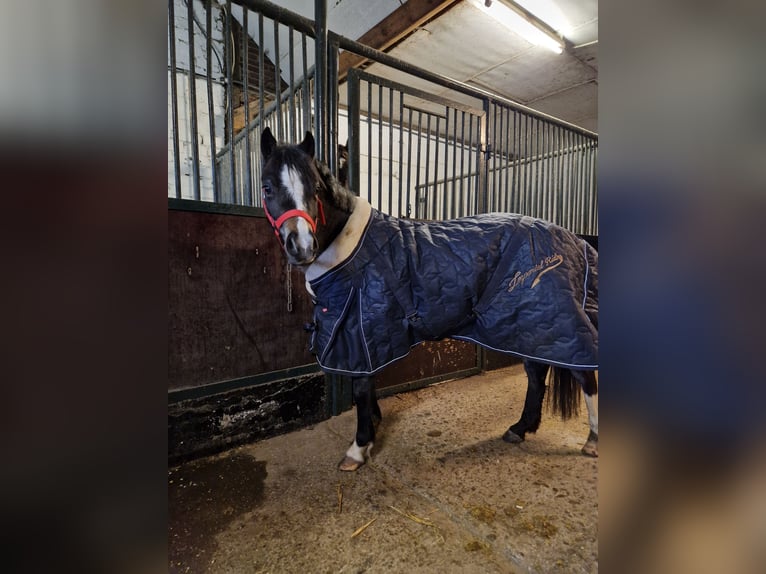 Welsh A (Mountain Pony) Mare 4 years 11,3 hh Roan-Blue in Sendenhorst