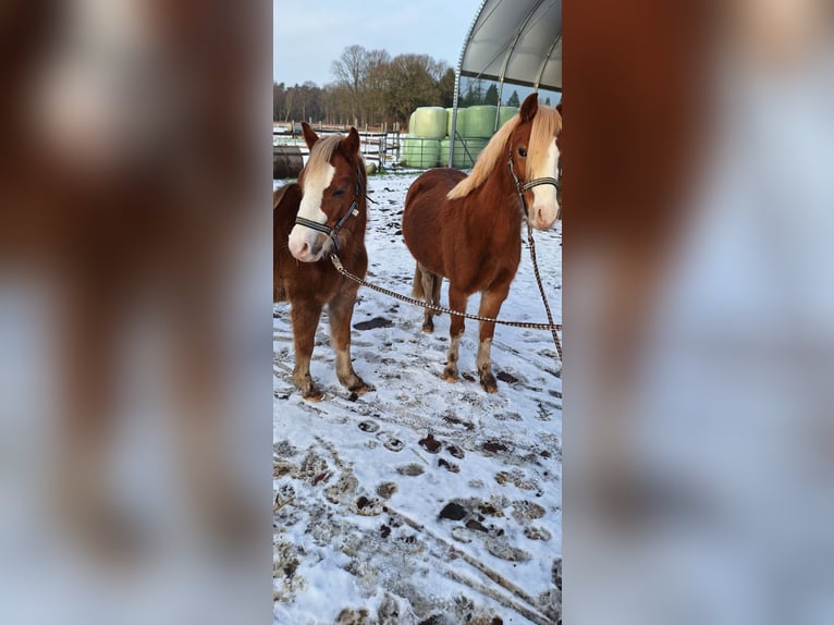 Welsh A (Mountain Pony) Mare 4 years 11 hh Chestnut-Red in Apen