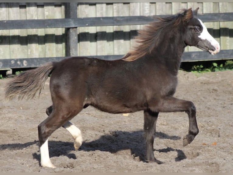 Welsh A (Mountain Pony) Mare 4 years Smoky-Black in Hengelo