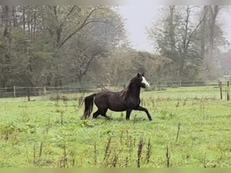 Welsh A (Mountain Pony) Mare 4 years Smoky-Black in Hengelo