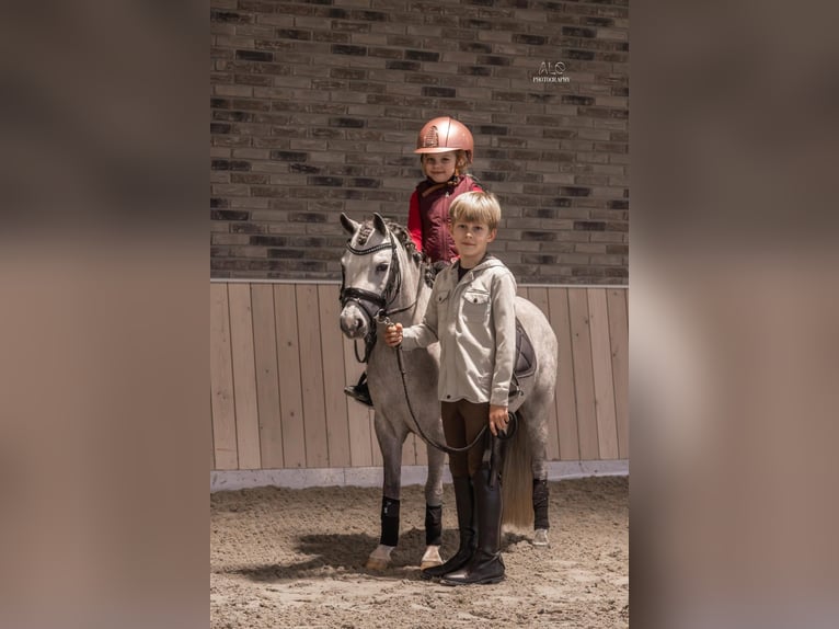 Welsh A (Mountain Pony) Mare 5 years 11,1 hh Gray in Nieuwe Niedorp