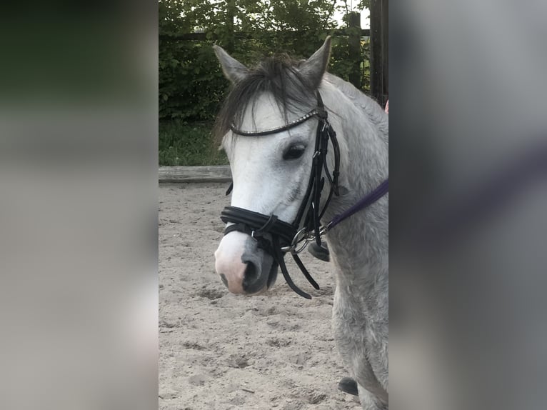 Welsh A (Mountain Pony) Mare 5 years 11,2 hh Gray-Dark-Tan in Erdweg