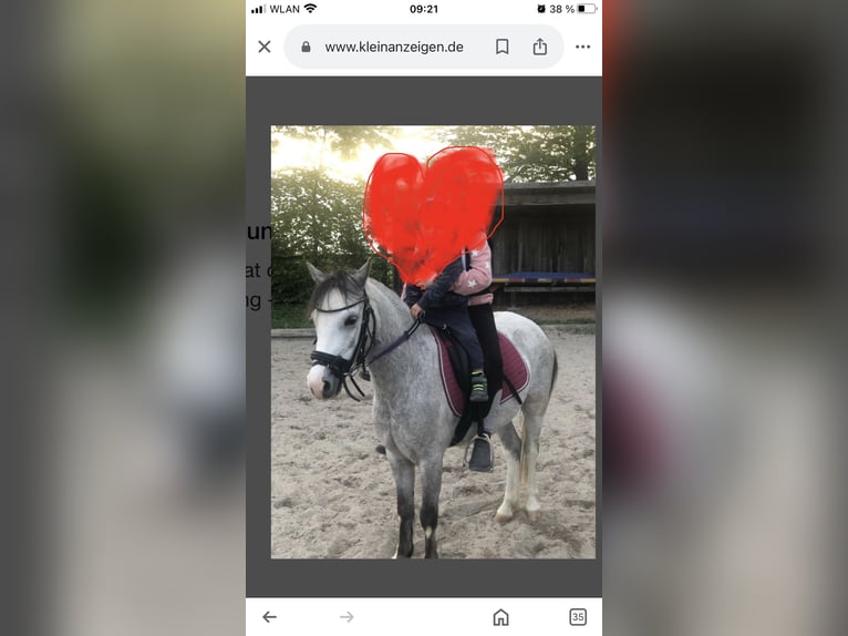 Welsh A (Mountain Pony) Mare 5 years 11,2 hh Gray-Dark-Tan in Erdweg