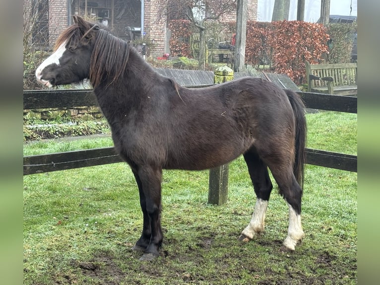 Welsh A (Mountain Pony) Mare 5 years 11,2 hh Smoky-Black in Hengelo