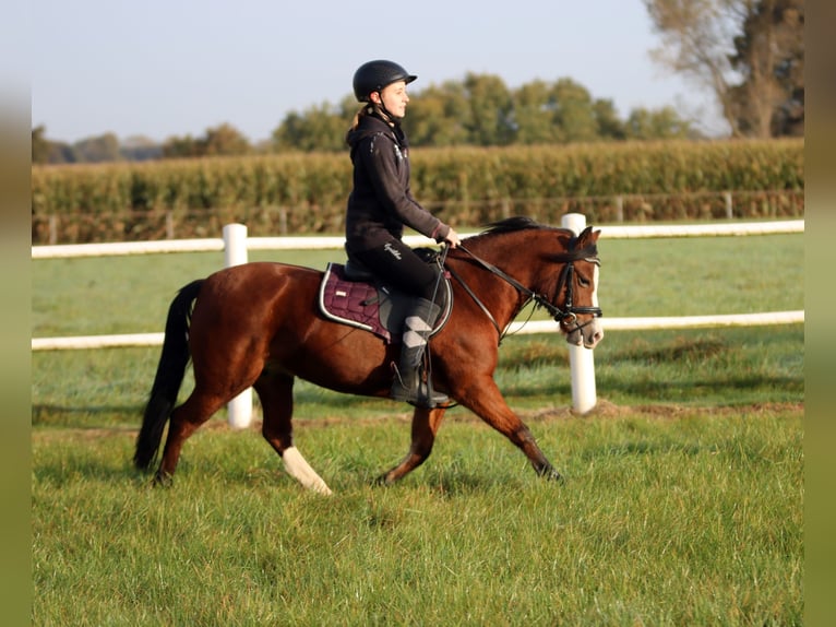 Welsh A (Mountain Pony) Mare 5 years 11,3 hh Brown in Wildeshausen