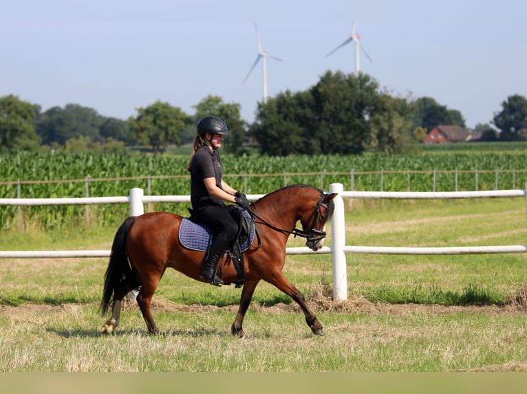 Welsh A (Mountain Pony) Mare 5 years 11,3 hh Brown in Wildeshausen