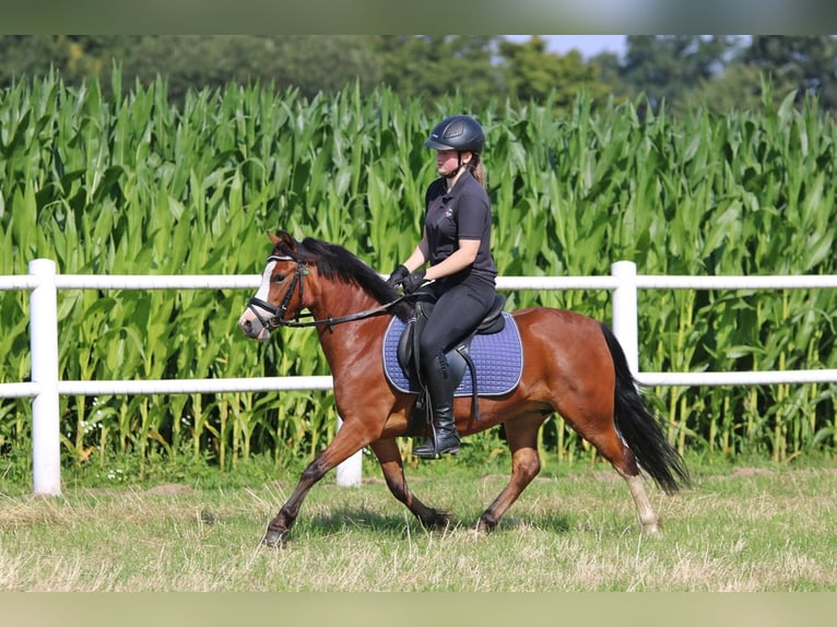 Welsh A (Mountain Pony) Mare 5 years 11,3 hh Brown in Wildeshausen