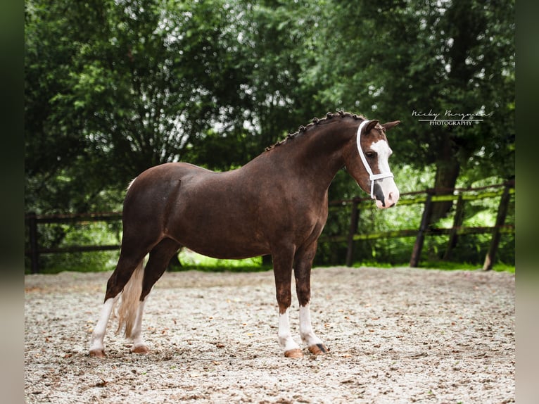 Welsh A (Mountain Pony) Mare 5 years 11,3 hh Chestnut in Groningen