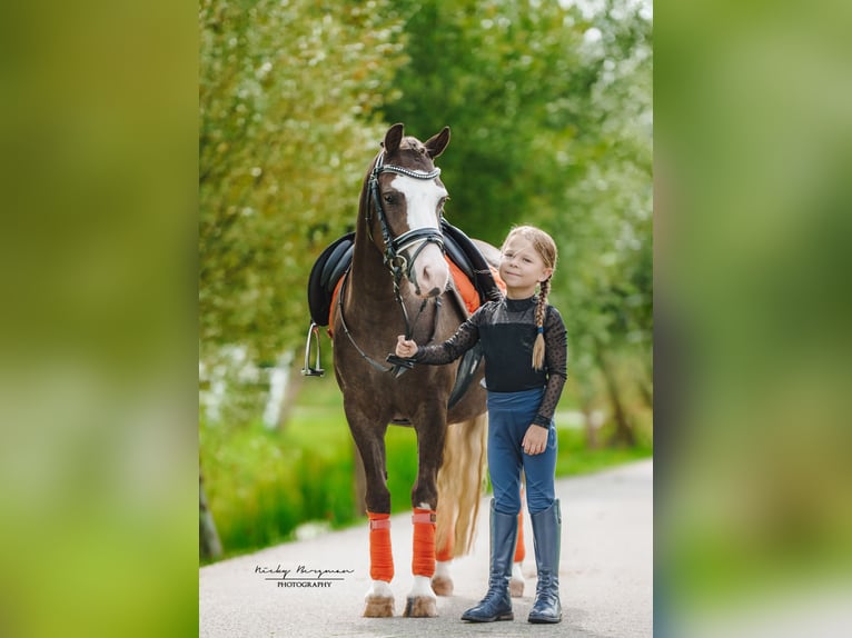 Welsh A (Mountain Pony) Mare 5 years 11,3 hh Chestnut in Groningen