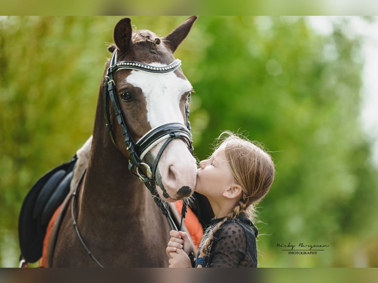 Welsh A (Mountain Pony) Mare 5 years 11,3 hh Chestnut in Groningen