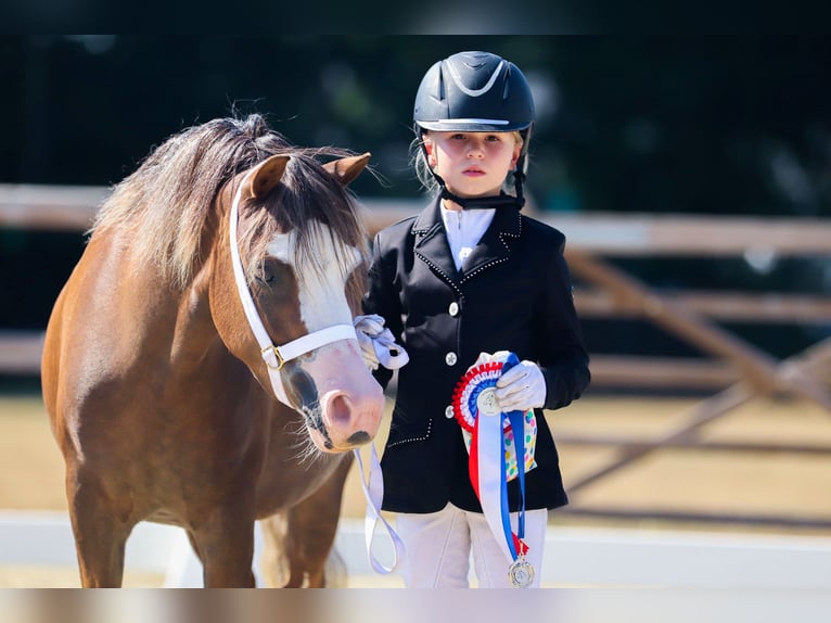 Welsh A (Mountain Pony) Mare 5 years 11,3 hh Chestnut in Groningen