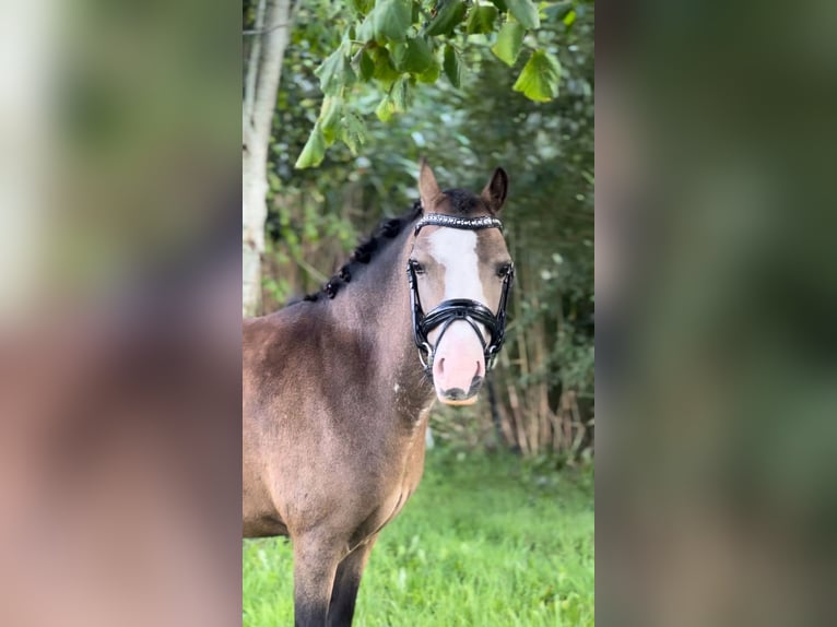 Welsh A (Mountain Pony) Mare 5 years 11 hh Dun in Hollandscheveld