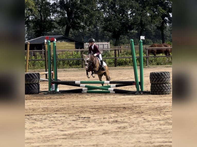 Welsh A (Mountain Pony) Mare 5 years 11 hh Dun in Hollandscheveld