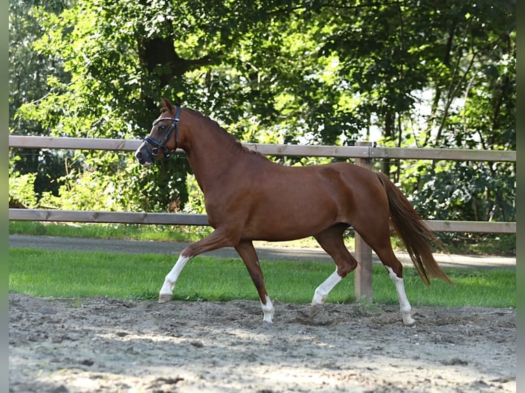 Welsh A (Mountain Pony) Mare 5 years 12,3 hh Chestnut-Red in Aalten