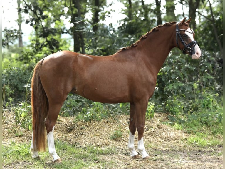 Welsh A (Mountain Pony) Mare 5 years 12,3 hh Chestnut-Red in Aalten