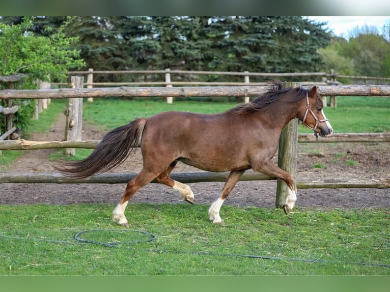 Welsh A (Mountain Pony) Mare 6 years 11,1 hh Chestnut-Red in OPOCZNO