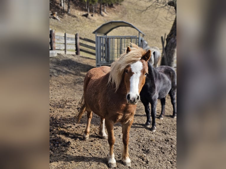 Welsh A (Mountain Pony) Mix Mare 6 years 11,1 hh Chestnut-Red in Matrei in Osttirol