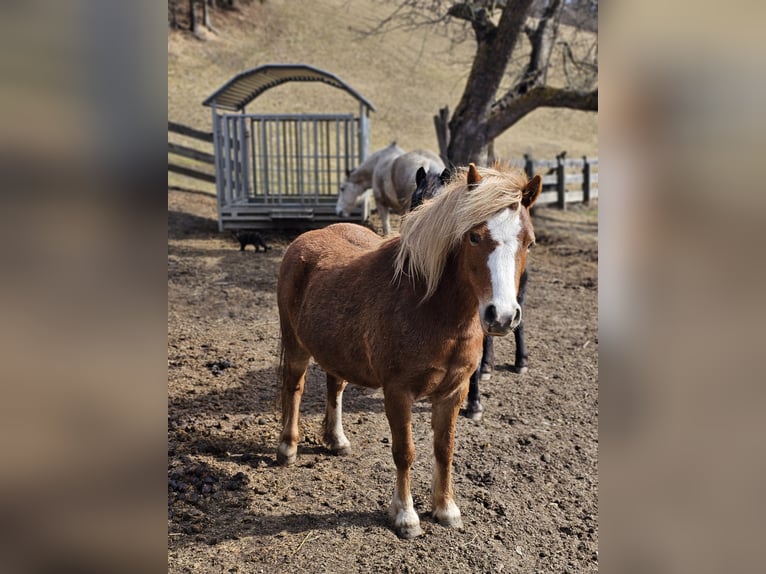 Welsh A (Mountain Pony) Mix Mare 6 years 11,1 hh Chestnut-Red in Matrei in Osttirol