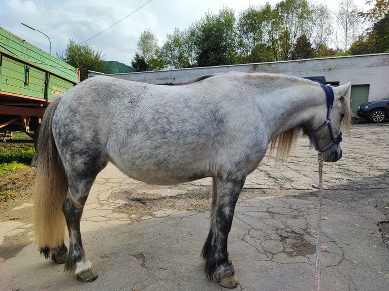 Welsh A (Mountain Pony) Mix Mare 6 years 11,1 hh Gray in Friesenhagen