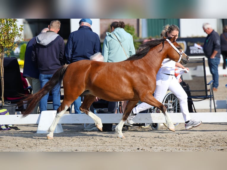 Welsh A (Mountain Pony) Mare 6 years 11,2 hh Brown in Elim