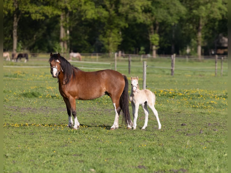 Welsh A (Mountain Pony) Mare 6 years 11,2 hh Brown in Elim