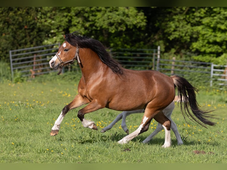 Welsh A (Mountain Pony) Mare 6 years 11,2 hh Brown in Elim