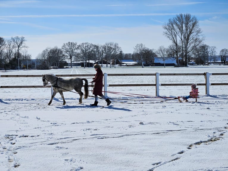 Welsh A (Mountain Pony) Mare 6 years 11,2 hh Gray in Hagewede