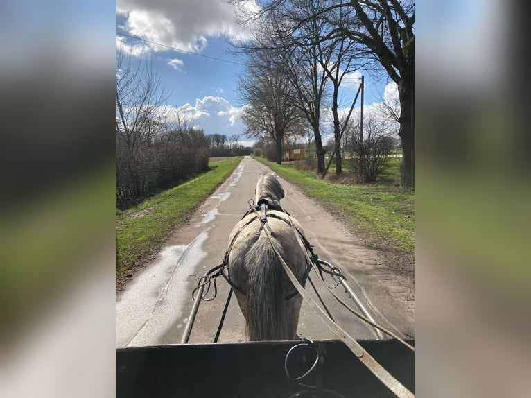 Welsh A (Mountain Pony) Mare 6 years 11,2 hh Gray in Hagewede