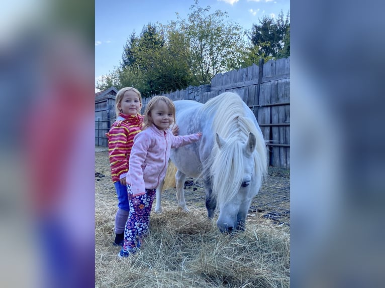 Welsh A (Mountain Pony) Mix Mare 6 years 11 hh Gray in Deuerling