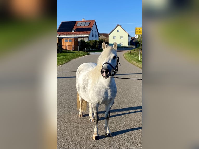 Welsh A (Mountain Pony) Mix Mare 6 years 11 hh Gray in Deuerling