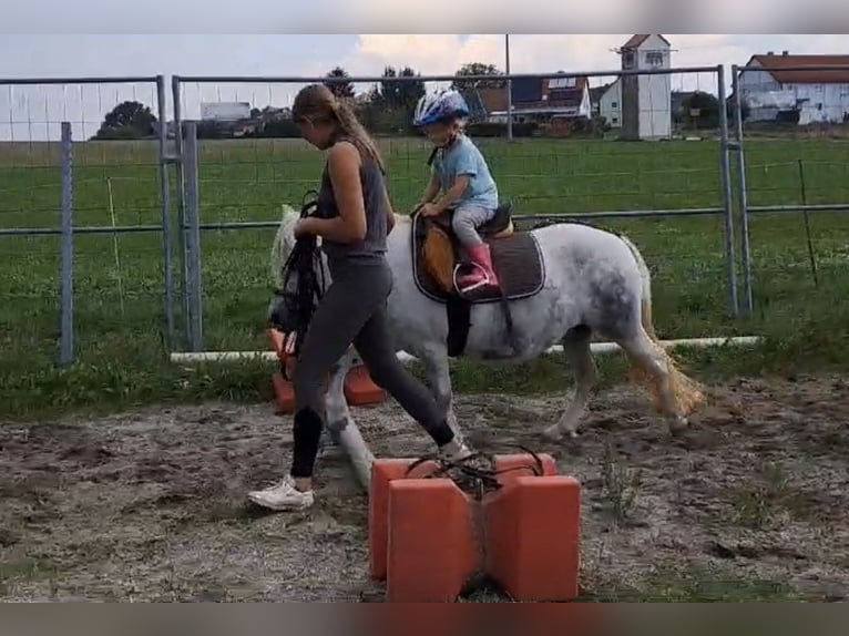 Welsh A (Mountain Pony) Mix Mare 6 years 11 hh Gray in Deuerling