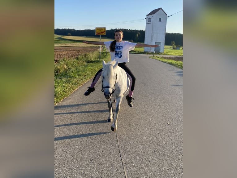 Welsh A (Mountain Pony) Mix Mare 6 years 11 hh Gray in Deuerling