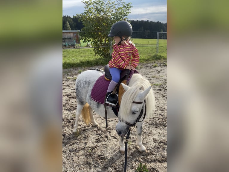 Welsh A (Mountain Pony) Mix Mare 6 years 11 hh Gray in Deuerling