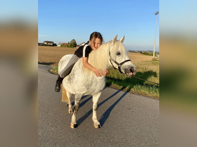 Welsh A (Mountain Pony) Mix Mare 6 years 11 hh Gray in Deuerling