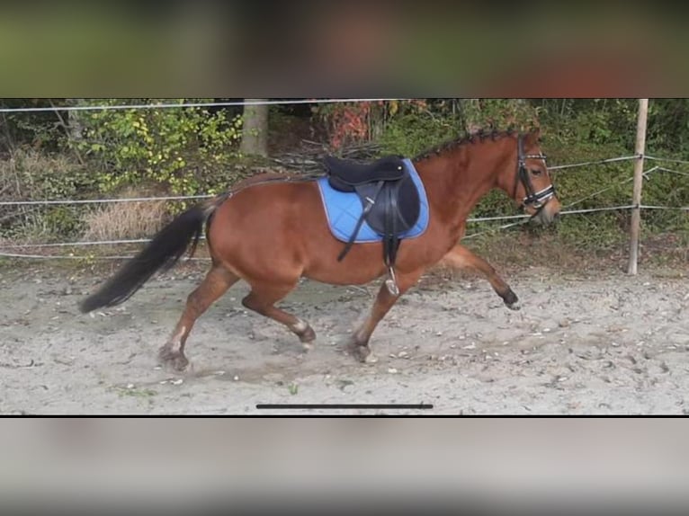 Welsh A (Mountain Pony) Mare 6 years 12 hh Brown-Light in Roden