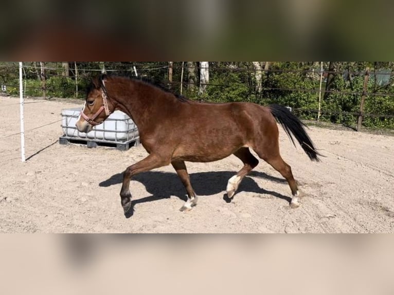 Welsh A (Mountain Pony) Mare 6 years 12 hh Brown-Light in Roden