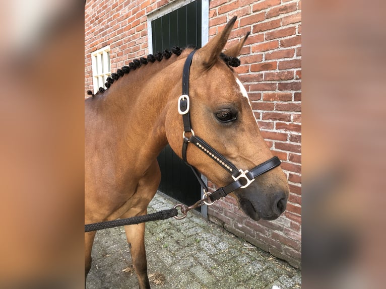 Welsh A (Mountain Pony) Mare 6 years 12 hh Brown in Fluitenberg